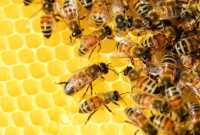 Καστοριά: Οδηγίες για την προστασία των μελισσών από χημικούς ψεκασμούς