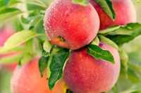 Δήμος Τρίπολης: Να δοθεί λύση αναπλήρωσης του απολεσθέντος εισοδήματος στους παραγωγούς των μήλων