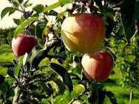 Δήμος Ελασσόνας: Νέα επιστολή προς τον ΕΛΓΑ για την ακαρπία σε μήλα – βερίκοκα