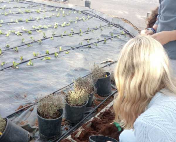 Θεσσαλονίκη: Μαθητές δημοτικού καλλιεργούν λαχανικά και αρωματικά φυτά σε λαχανόκηπο 300 τ.μ. στο σχολείο τους
