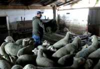Το “χρηματιστήριο” του οβελία στο Μικρόδασος Κιλκίς- Πόσο πωλούνται τα αμνοερίφια