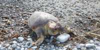 Χανιά: Άλλη μια νεκρή χελώνα στην παραλία της Αγίας Μαρίνας (photos)
